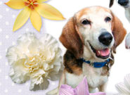 Dear my AUGA Cardのサムネール画像